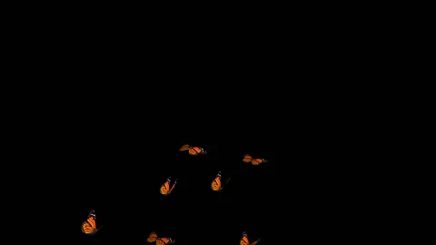Flying Butterflies background Stock Footage 100648309