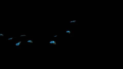 Flying Butterflies Deep Cyan Stock Footage 100648316
