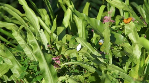 Flying Butterflies Video stock 35479380