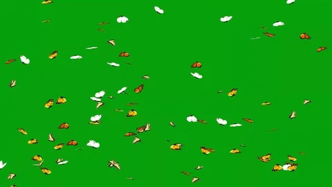 Flying butterflies with green screen background Stock Footage 124471736