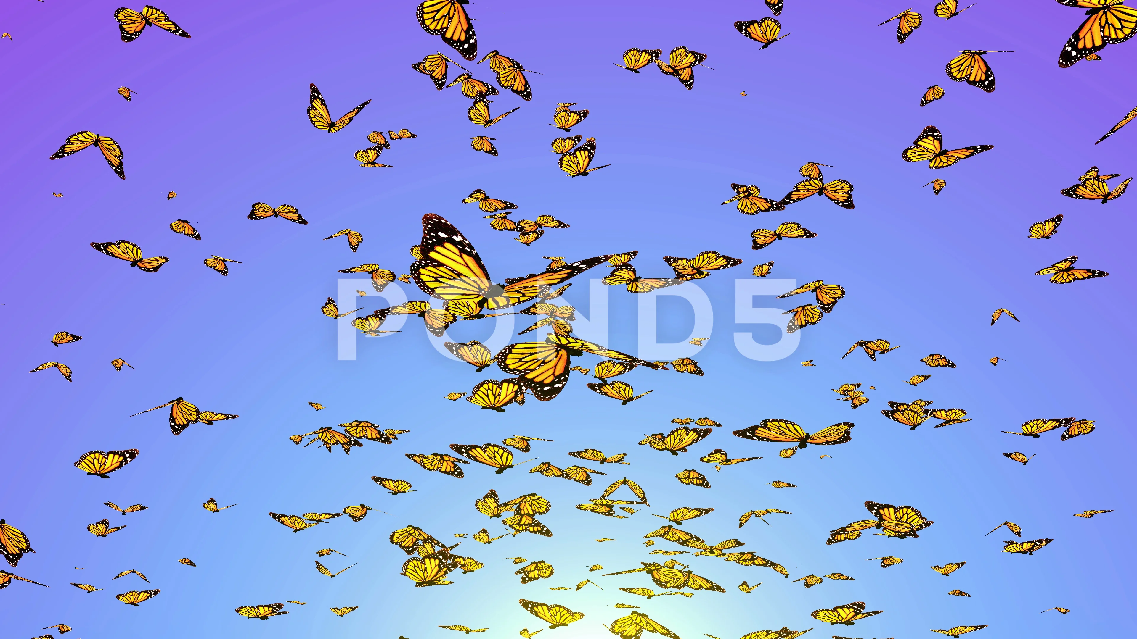 Flying butterflies group of butterflies, Stock Video