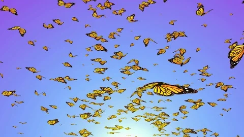 Flying butterflies group of butterflies Stock Footage