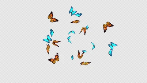 Flying Butterflies Loop Video stock 238902852