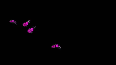 Flying Butterflies Magenta Stock Footage 100648326