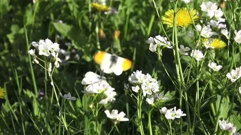 Flying butterflies on a meadow Stock Footage 89207285