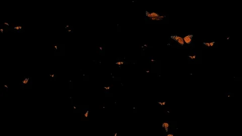 Flying butterflies motion graphics with dark background Stock Footage 123944168