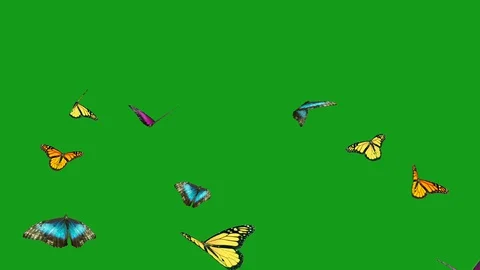 Flying butterflies motion graphics with green screen background Stock Footage 129083067