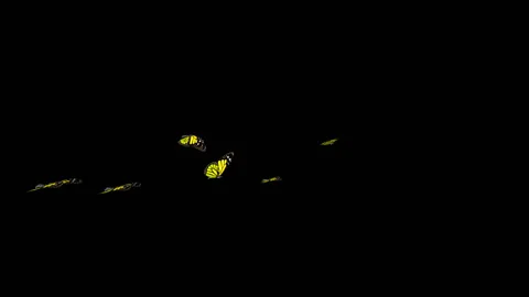 Flying Butterflies Yellow Stock Footage 100648350