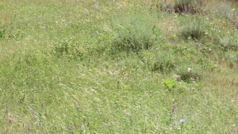Flying butterfly 60fps Stock Footage 157730516