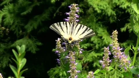 Flying butterfly Stock Footage 11521294