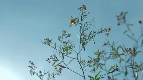 Flying butterfly Stock Footage 39344378