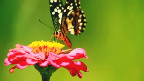 Flying butterfly Stock Footage 218441299