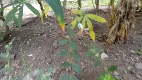 Flying butterfly Stock Footage 240885008