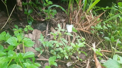 Flying butterfly Stock Footage 313205026