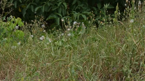 Flying butterfly over dry wild grass in rural meadow, wide shot Vídeos de archivo 342734018