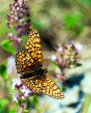 Flying butterfly Stock Photos