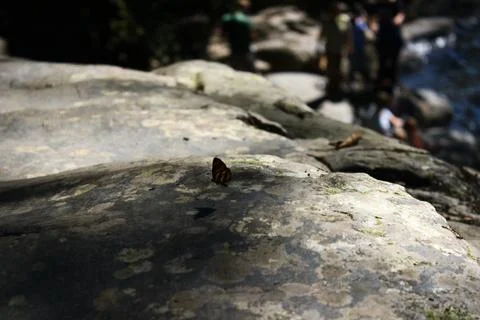 Flying butterfly Foto stock