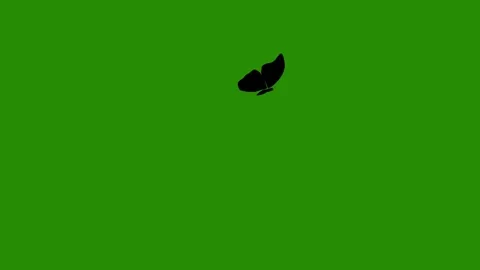 Flying Butterfly Silhouette Green Screen Animation Stock Footage 344091445