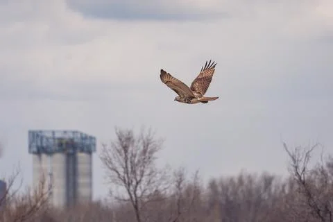 Flying Buzzard eagle in the forest in Toronto, Canada 写真素材