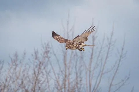 Flying Buzzard eagle in the forest in Toronto, Canada 写真素材