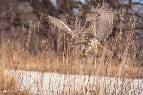 Flying Buzzard eagle in the forest in Toronto, Canada 写真素材