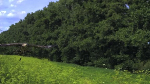 Flying Buzzard. Ultra slow motion hispeed  2000fps. Stock Footage 92910272