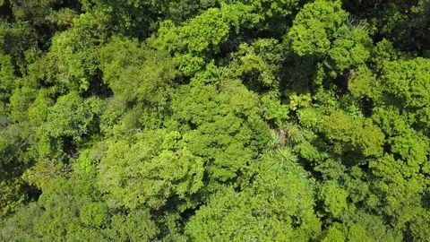 A flying camera flies low over the river overlooking the jungle and large stones Vídeos de archivo 119135511