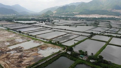 A flying camera flies over the fields that are flooded with water Stock Footage 100188487