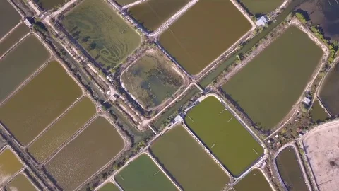 A flying camera flies over the fields that are flooded with water Stock Footage 119014588