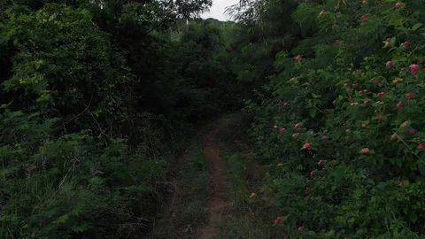 A flying camera flies through the jungle of Vietnam. Stock Footage 115271441