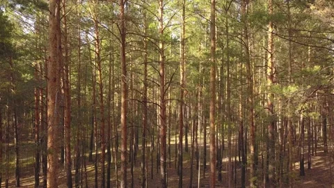 A flying camera flies through a pine forest. Stock Footage 133621204