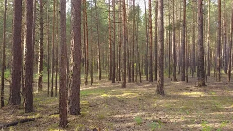 A flying camera flies through a pine forest. Stock Footage 133621252