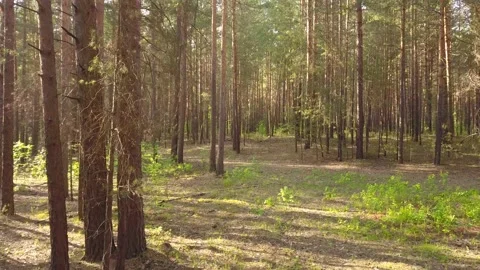 A flying camera flies through a pine forest. Stock Footage 133621297