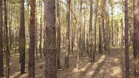 A flying camera flies through a pine forest. Stock Footage 133621414