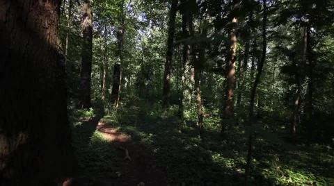 Flying camera in the forest 库存影片 41666434