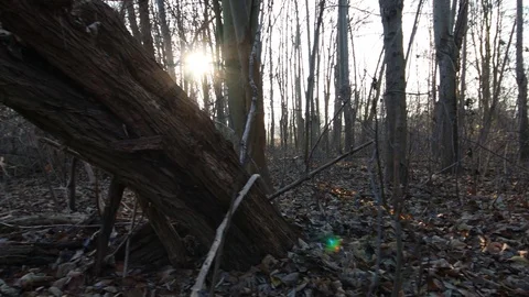 Flying camera in the forest shows splintered tree with sun rays Stock Footage 121468320