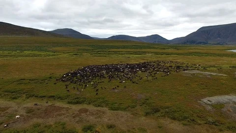 Flying Camera over Herd of Reindeer in Tundra Vidéo 95860145