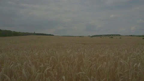 Flying the camera right through the ripe ears Video stock 92384603