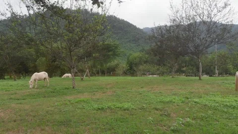 Flying camera shoots grazing white horses4 Stock Footage 100191140