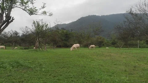 Flying camera shoots grazing white horses4 Stock Footage 100191194