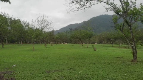 A flying camera shoots grazing white horses Stock Footage 100191242