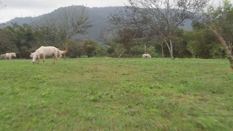 Flying camera shoots grazing white horses4 Stock-Footage 100191313