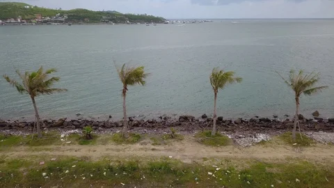A flying camera shoots palm trees along the sea and road Stock Footage 119114195