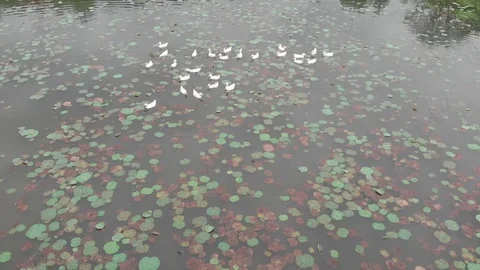 A flying camera shoots white ducks on a lake in the park area of Vietnam Video stock 100191030