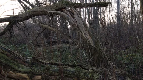 Flying camera shows splintered broken tree in the forest Stock Footage 121468258