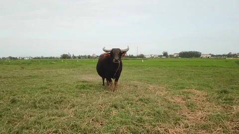 Flying camera takes green fields in Hoi An Stock-Footage 128277077
