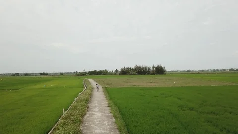 Flying camera takes green fields in Hoi An Stock Footage 128277132