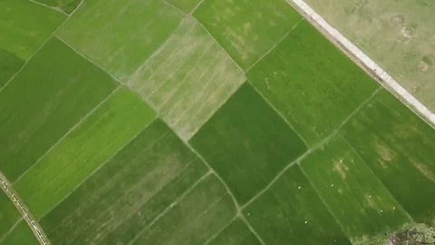 Flying camera takes green fields in Hoi An Stock Footage 128277167