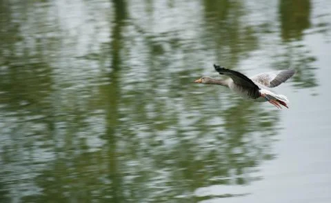 Flying canard Stock Photos