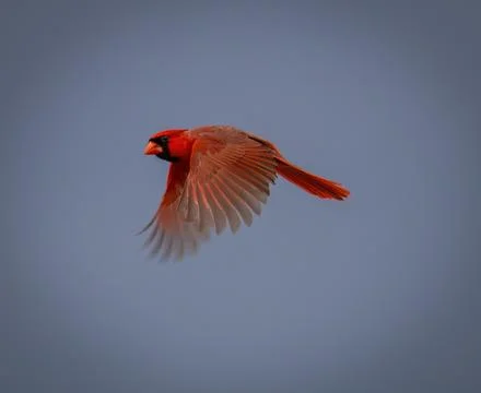 Flying Cardinal Stock Photos